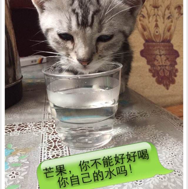 河南高中毕业证高清图 模板